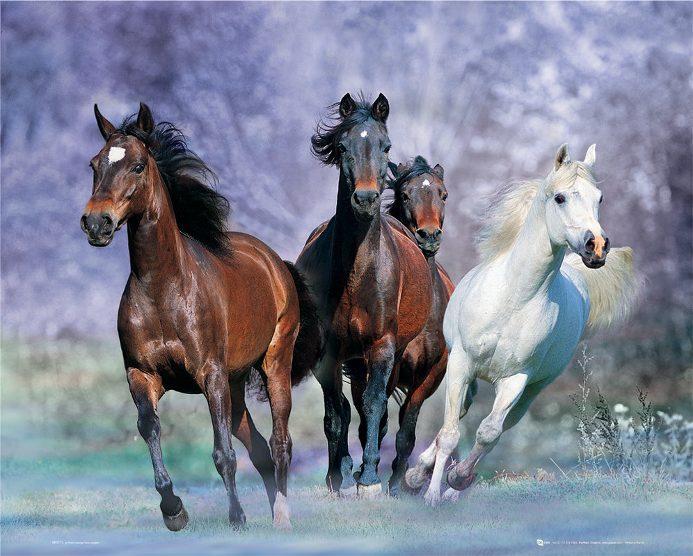 Running horses bob langrish Poster Sold at