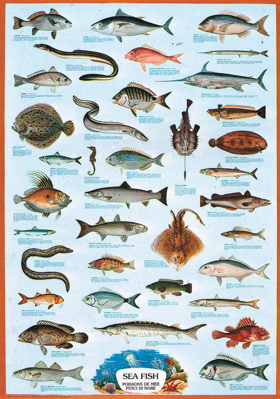 Poster Sea fish, Wall Art, Gifts & Merchandise