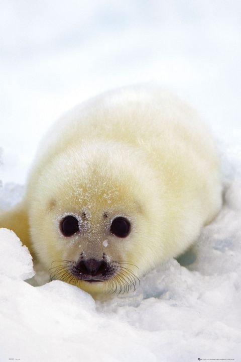 Poster Seal cub | Wall Art, Gifts & Merchandise | Europosters