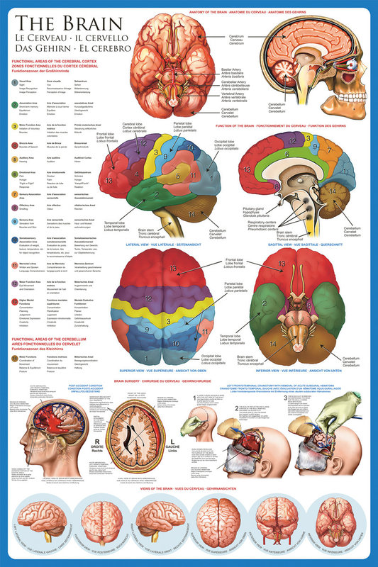 Poster The brain | Wall Art, Gifts & Merchandise | Europosters