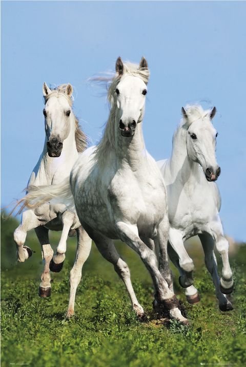 Poster Three Horses 