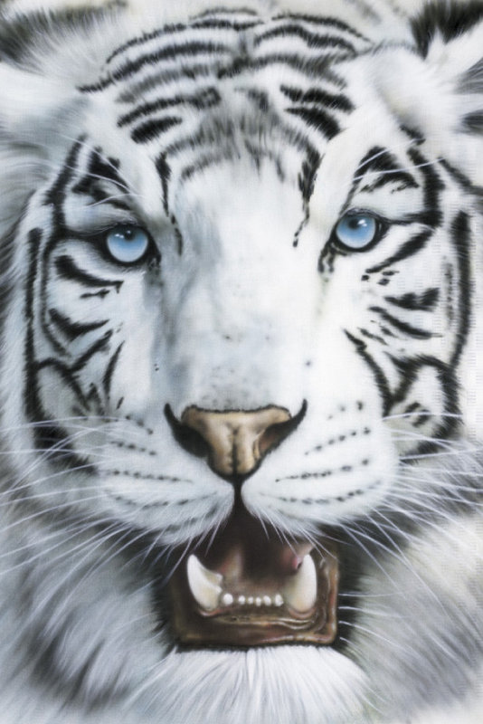 Blue-eyed White Baby Tiger Poster for Sale by GiftPantheon