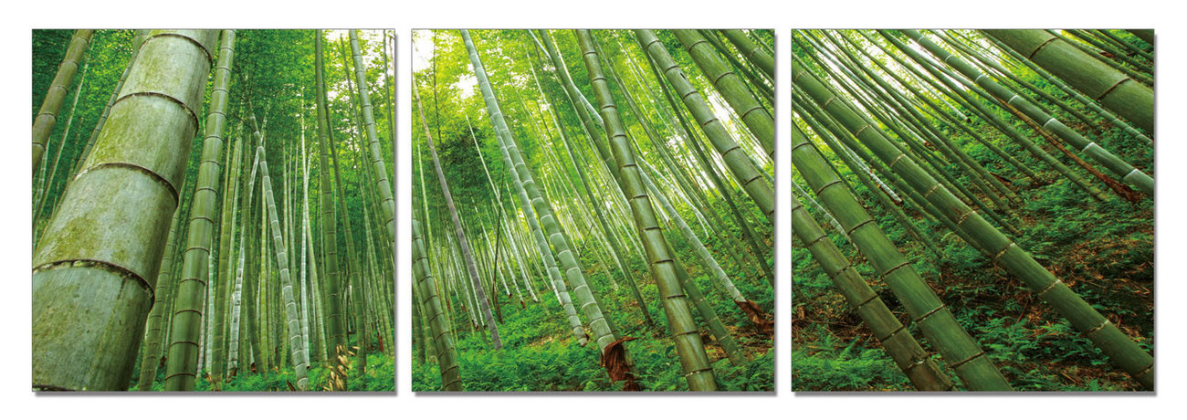 Bamboo Forest Mounted Art Print | Sold at EuroPosters
