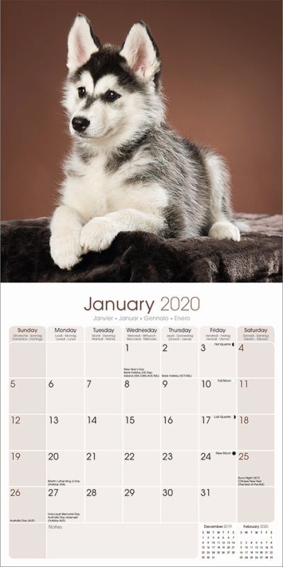 Siberian Husky - Wall Calendars | Large 