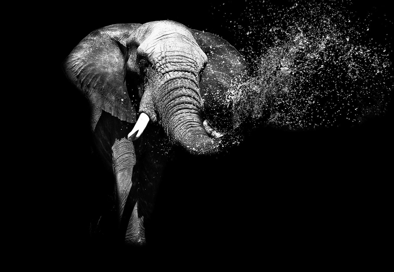 Black And White Elephant Wall Paper Mural | Buy at EuroPosters