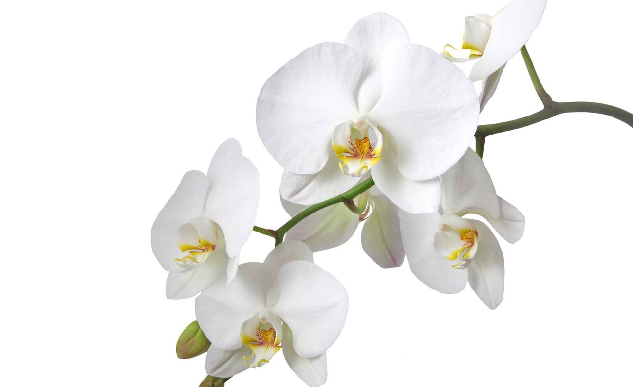 Flowers Orchids Nature White Wall Paper Mural Buy At Europosters