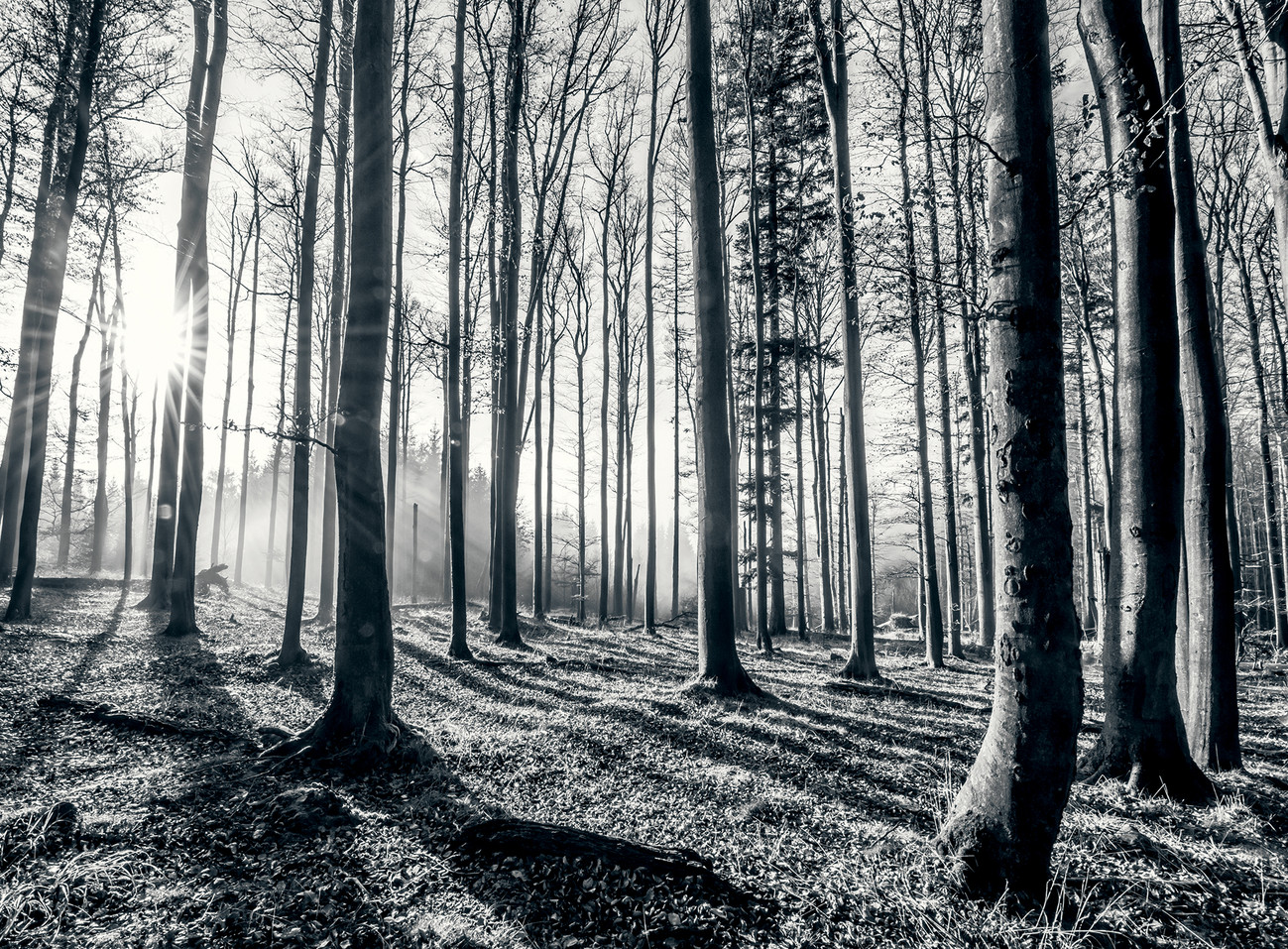 Forest - Black and White Wall Mural | Buy at EuroPosters