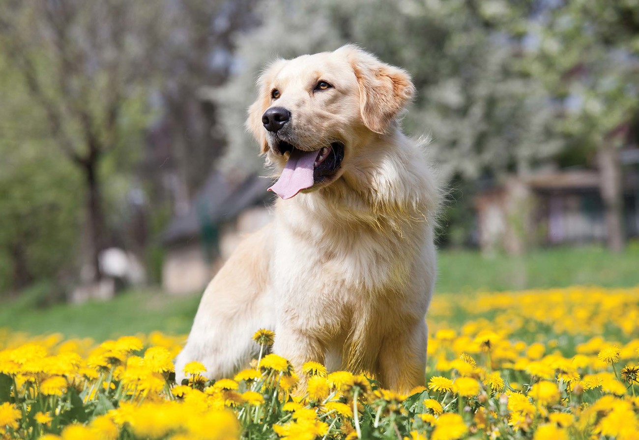 Golden Retriever Dog Wall Paper Mural Buy At Europosters