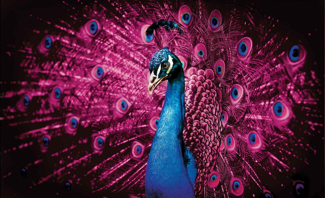 WALL MURAL PHOTO WALLPAPER XXL Peacock Bird Pink Feathers 632WS