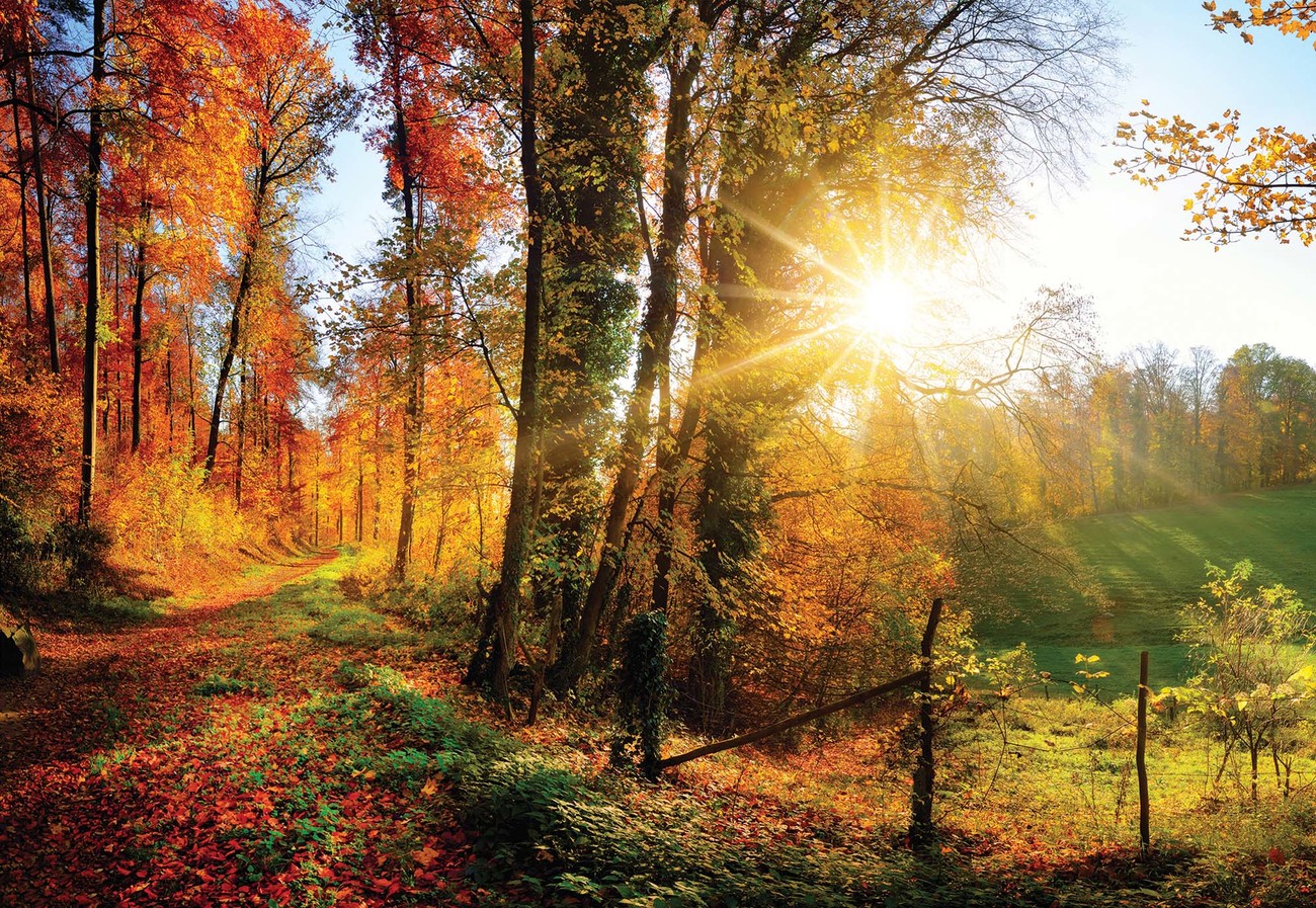 Sunrise In Autumn Forest Wall Paper Mural | Buy at UKposters