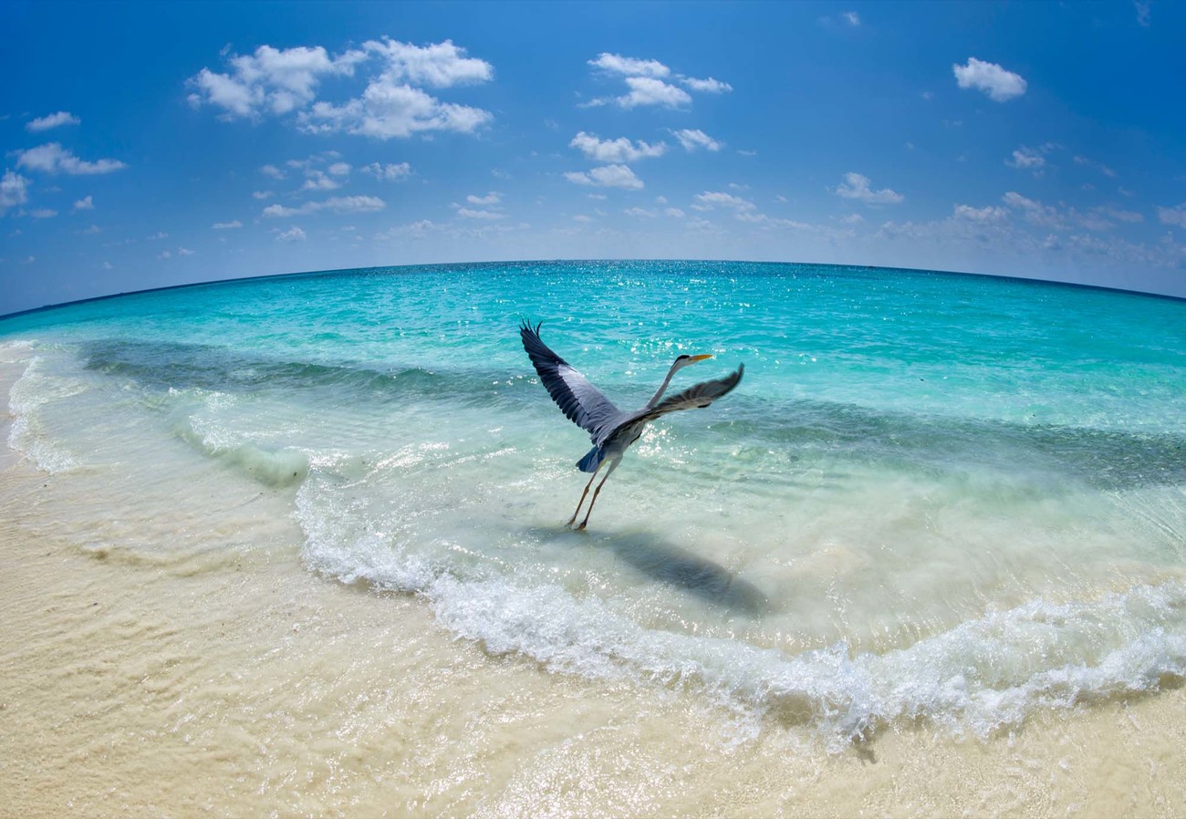 TakeOff Wall Paper Mural Buy at EuroPosters