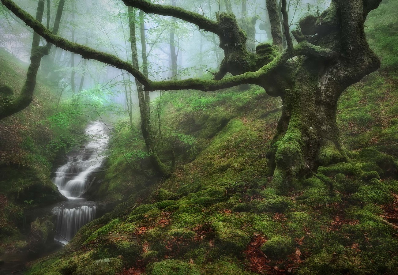 The Enchanted Forest Wall Paper Mural | Buy at EuroPosters