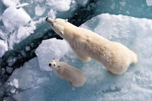Animais polares