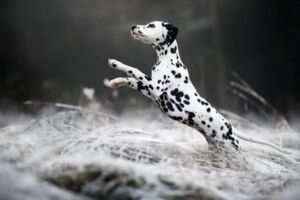 Dalmatian