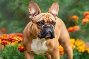 Frech bulldog