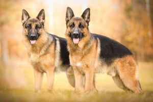 German Shepherd