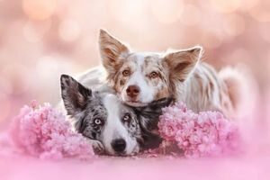 Фотографії собак