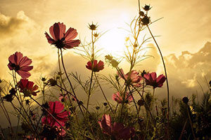 Kukat & Kasvit - Valokuvatapetit