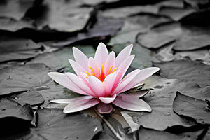 Flowers & Plants - Glass art