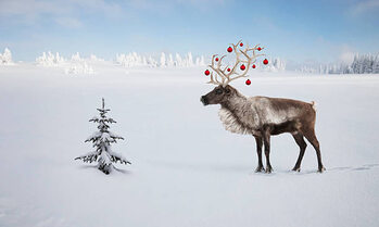 Illustration a reindeer with ornaments in his antlers by tree