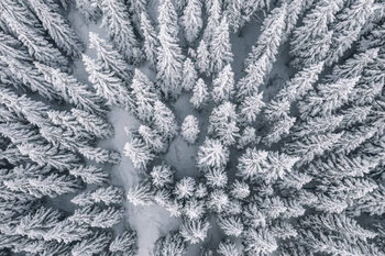 Ilustração Aerial view of pine trees covered with snow