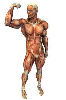 Fine Art Print Anatomy of a muscular body