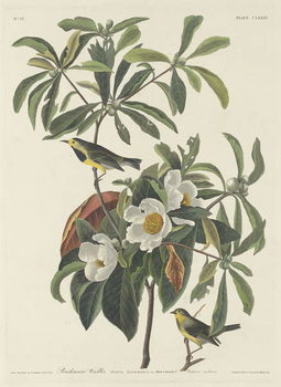 Fine Art Print Bachman's Warbler, 1834
