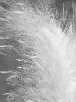 Valokuvataide Beautiful feather
