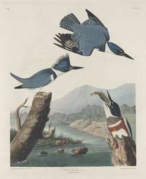Reprodução do quadro Belted Kingsfisher, 1830