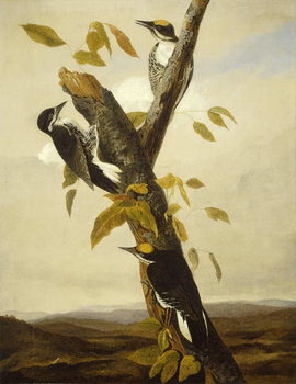 Fine Art Print Black-Backed Three-Toed Woodpecker, 1831-3