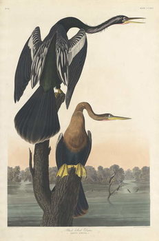 Reprodução do quadro Black-bellied Darter, 1836