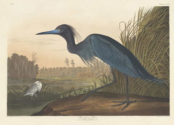 Reprodução do quadro Blue Crane or Heron, 1836