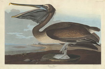Reprodução do quadro Brown Pelican, 1838