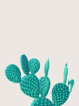 Illustration cactus 5