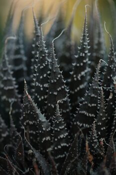 Taide valokuvaus Cactus leaves
