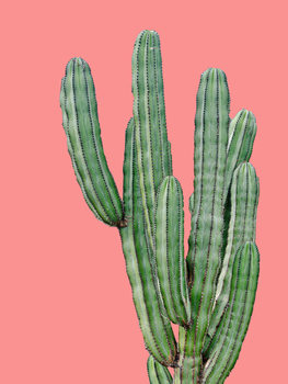 Ilustração cactus6