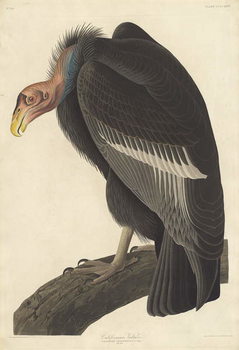Reprodução do quadro Californian Vulture, 1838