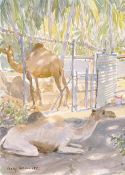 Reprodução do quadro Camels at Rest, Salala (Oman) 1992