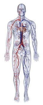 Fine Art Print Cardiovascular system of the human body