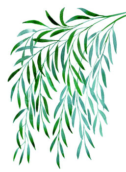 Kuva Cascading watercolor eucalyptus