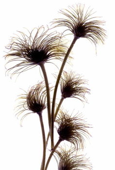 Taidejuliste Clematis Buds, 2010,