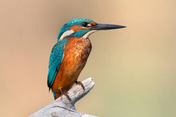 Art Photography Close-up of kingfisher perching on branch