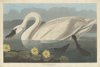 Reprodução do quadro Common American Swan, 1838