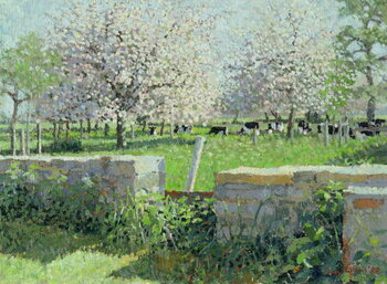 Fine Art Print Cows in the Orchard, 1988