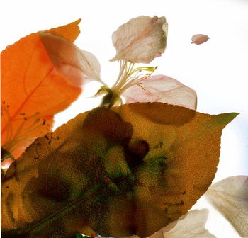 Reprodução do quadro Crabapple Rose I, 2014,