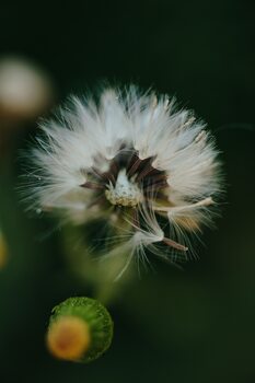 Taide valokuvaus Dandelion inside the forest