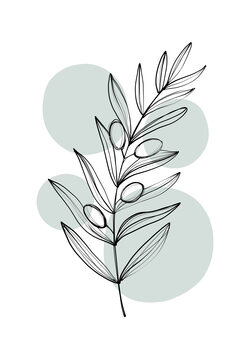 Kuva Delicate Botanicals – Olive