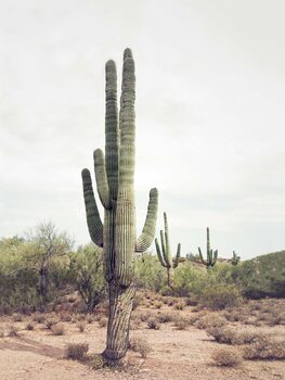 Arte Fotográfica Desert Cactus