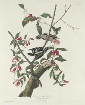Reprodução do quadro Downy Woodpecker, 1831