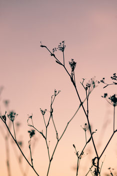 Taide valokuvaus Dried plants on a pink sunset